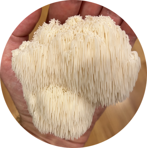 Lions mane